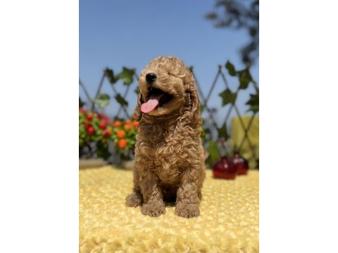 Tüy dökmez koku yapmaz toy poodle yavrular
