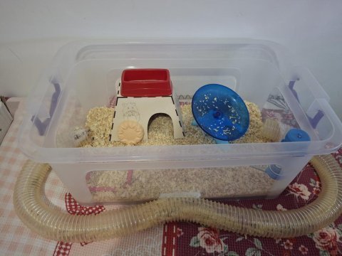 Syrian albino hamster
