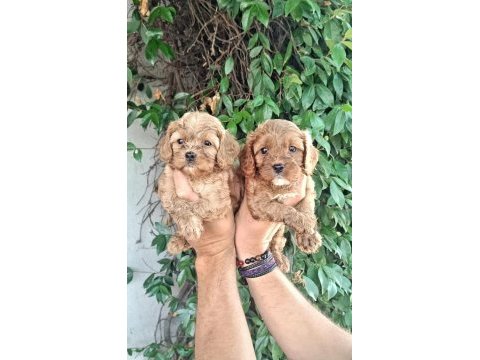 Maltipoo efsane bebekler