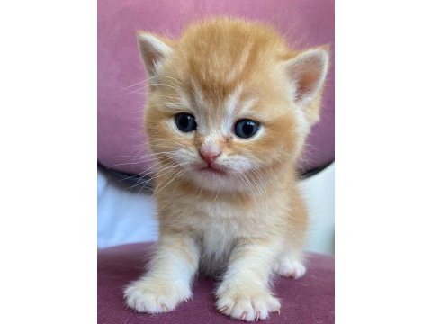British shorthair safkan yavrular