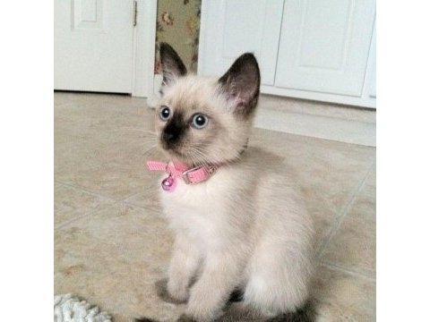 Show siamese yavrularımız teslime hazır