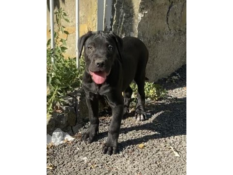 Dişi siyah cane corso yavrularım