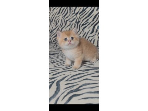 British shorthair kedisi