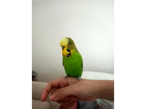Jumbo muhabbet kuşu çiftiyle beraber