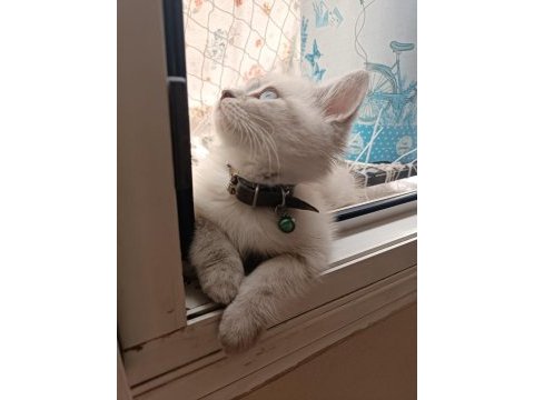 British blue point