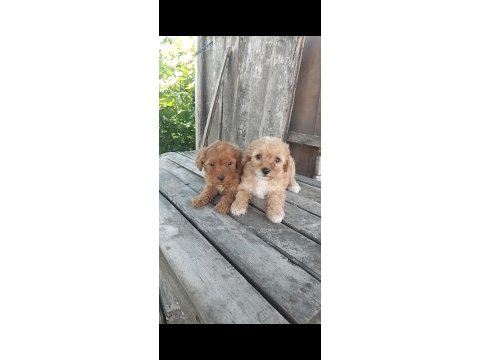 Maltipoo yavru