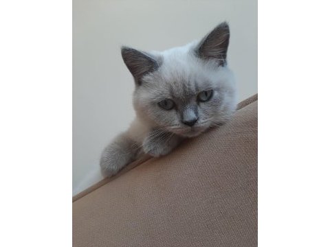 2 yaşında british shorthair kedimiz yuvasını arıyor