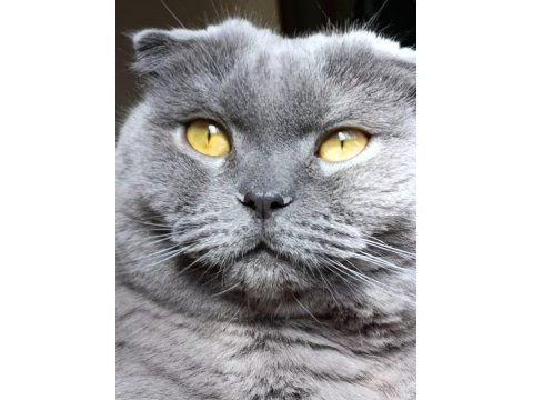 Scottish fold erkek kısır
