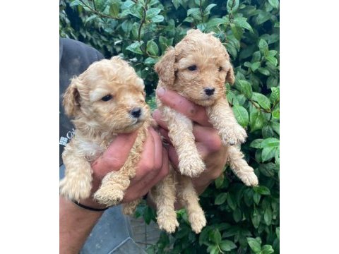 Irk garantili maltipoo yavrular