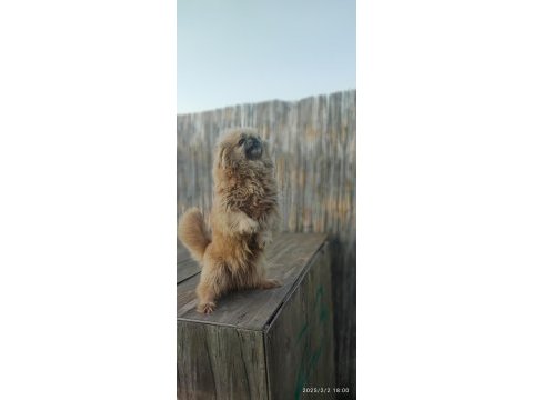 3 yaşında dişi pekingese yeni yuvasını arıyor