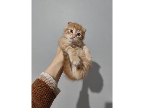 Scottish fold yavrularımız sahiplendirilecek