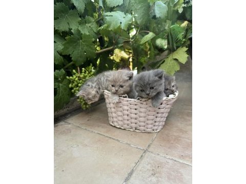 35 günlük safkan british shorthair yavruları yuva arıyor