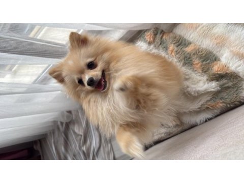 Pomeranian 9 aylık