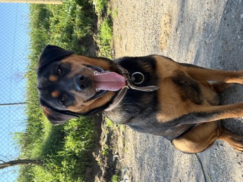 11 aylık kısır sağlıklı rottweiler