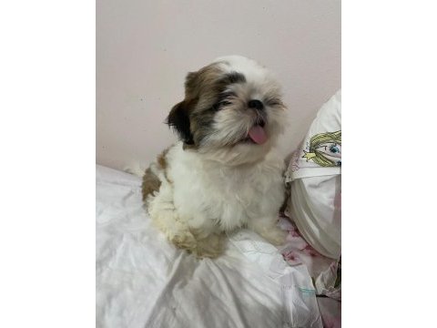 Shih tzu erkek bebek