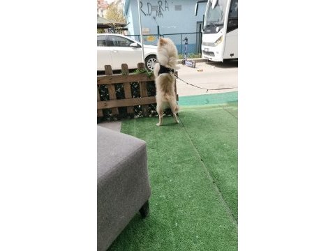 Tilki surat pomeranian boo