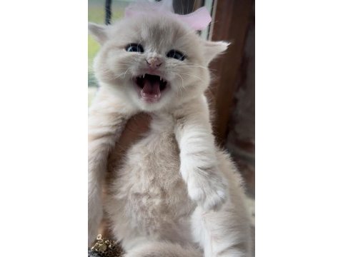 Saf kan golden british shorthair (şecereli)