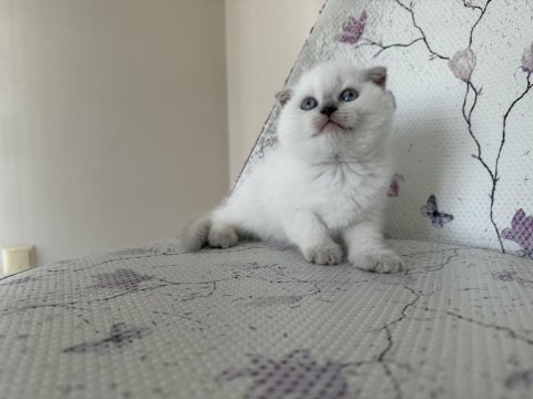 Bal küpü kar topu blue point scottish fold bebekler