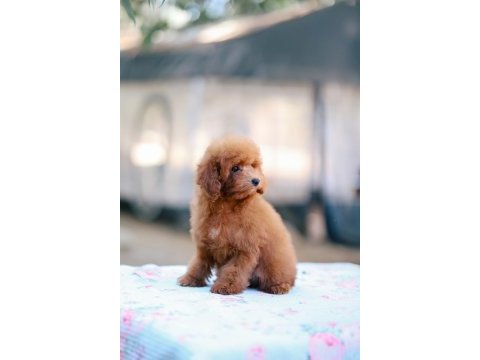 Toy poodle bebek köpeklerimiz