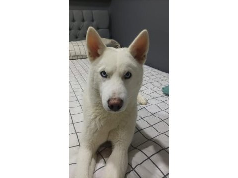 6 aylık erkek husky