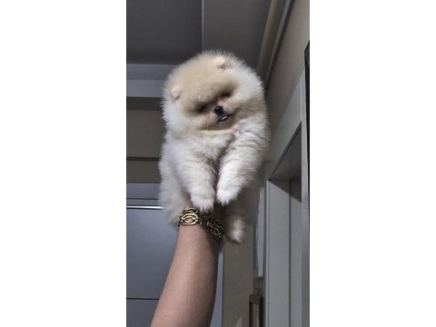 Pomeranian boo üst kalite kısa burun dişi