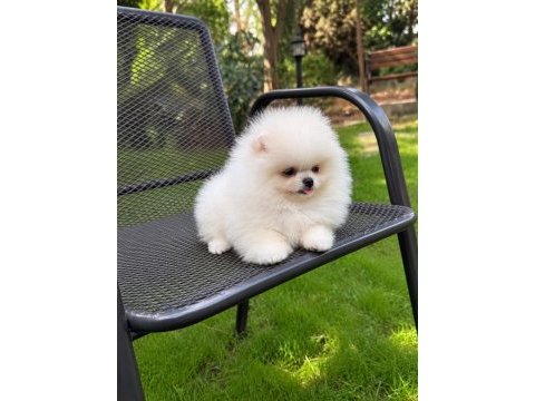 Pomeranian boo üst düzey