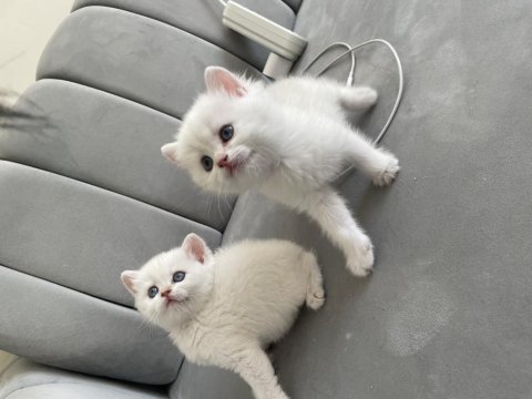 Ny1133 mavi gözlü scottish straight bebekler