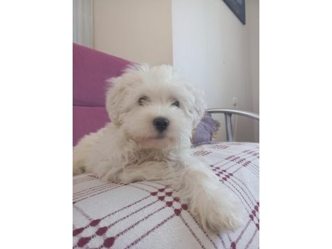 4 aylık maltese terrier satılık