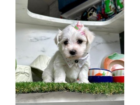 Maltese terrier yavruları