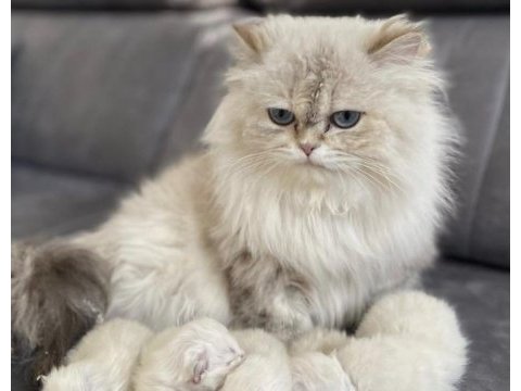British longhair 2.5 yaşında