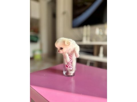 Micro boy anotomi harikası tr de eşsiz kalite dişi şivava