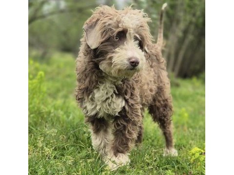 Trde nadir bulunan ırklardan ausiedoodle yavrumuz