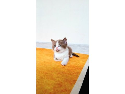 Cinnamon bicolor nadir renk british bebekler