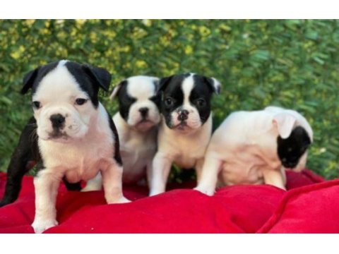 Irk ve sağlık garantili french bulldog yavrular