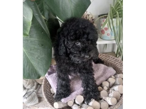 Şecereli 2 kardeş poodle