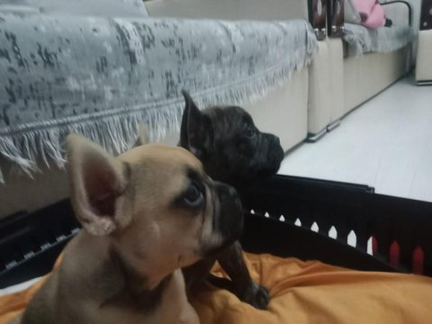 70 günlük dişi french bulldog yavrular