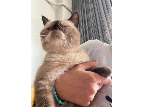 14 aylık erkek persian