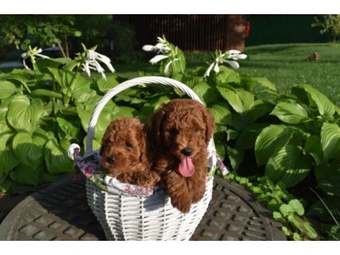 Boy ve kg ram garantili aşılı pasaportlu toy poodle 
