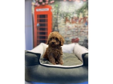 Toy poodle güzelliği @petclubadanaa
