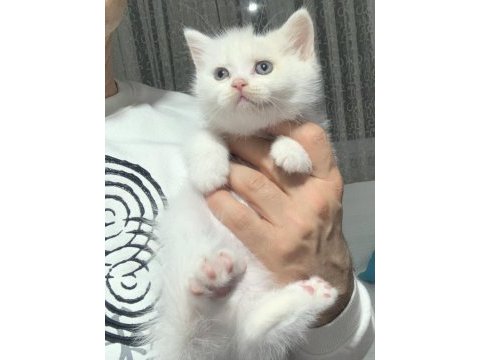 Beyaz safkan british shorthair yavrular