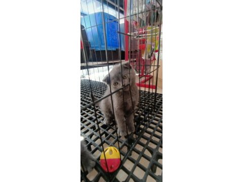 Evinize neşe katacak scottish fold