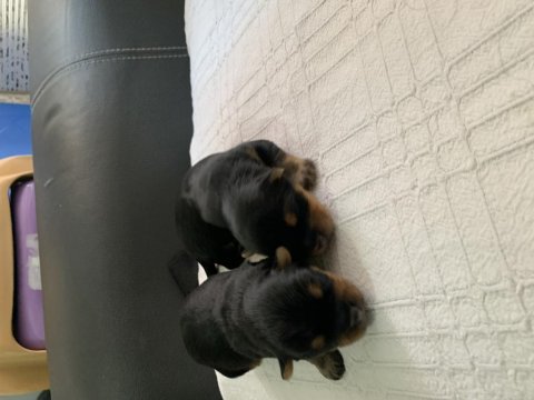1 erkek 1 dişi rezerveye açık yorkshire terrier
