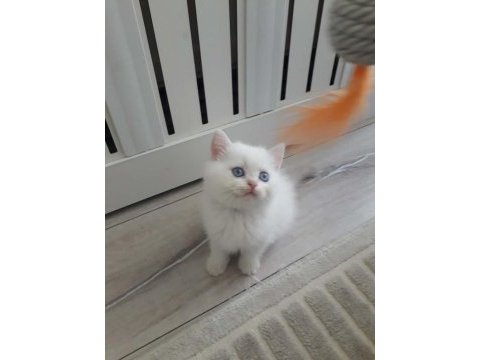 British shorthair golden point erkek