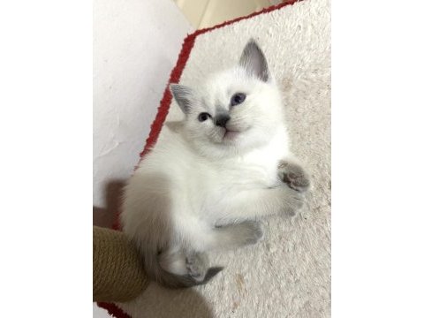 British shorthair blue point yavru