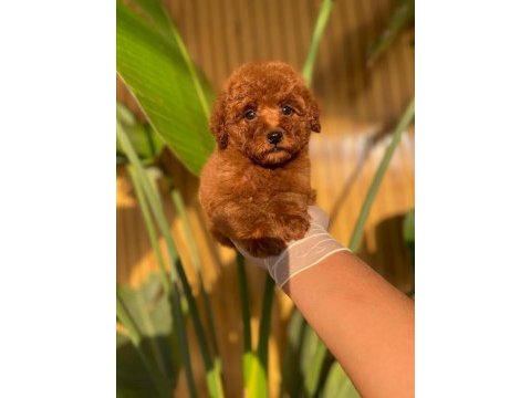 Toy poodle yavruları
