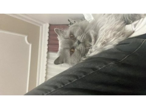 Kısır dişi british longhair