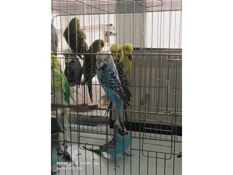 Show jumbo muhabbet kuşu