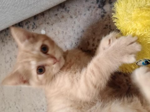 Minik bebek kediye acil yuva