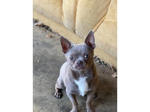 Lilac erkek teacup chihuahua
