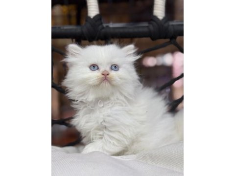 British longhair güzelliği